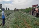 قطع زنجیره تولید 310 هکتار از محصولات کشاورزی آبیاری شده با فاضلاب در شیراز