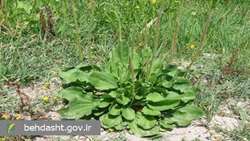 بارهنگ؛ گیاهی دارویی با خواص ضدالتهابی و ترمیم‌کننده