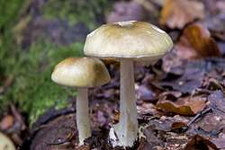 در مورد «مسمومیت با قارچ» بیشتر بدانیم