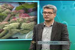 «گیاهان دارویی فصل بهار و سبک زندگی سالم/ریواس» از زبان دکتر «امیرمحمد جلادت» دکترای تخصصی طب سنتی ایرانی و عضو هیات علمی دانشگاه علوم پزشکی شیراز