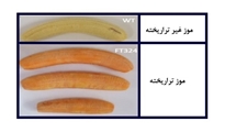 موز طلایی تراریخته چیست؟