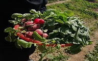 اجرای برنامه بهبود تغذیه زنان روستایی و عشایر با همکاری مشترک دانشگاه علوم پزشکی شیراز و سازمان جهاد کشاورزی استان فارس برای سومین سال متوالی