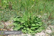 بارهنگ؛ گیاهی دارویی با خواص ضدالتهابی و ترمیم‌کننده