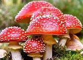 مسمومیت با قارچ سمی