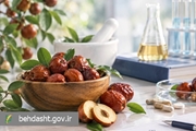 عناب؛ میوه ای پاییزی با ظرفیت دارویی