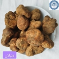 بیشتر بدانیم/ دنبلان؛ گوهر سیاه طبیعت و اکسیر سلامتی