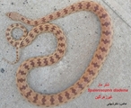 آنچه که لازم است درمورد مارها و مارگزیدگی بدانیم